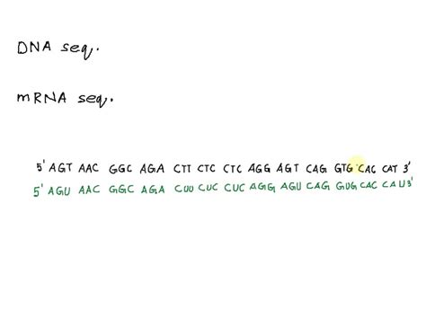 Solved Dna Sequence Agt Aac Ggc Aga Ctt Ctc Ctc Agg Agt Cag Gtg