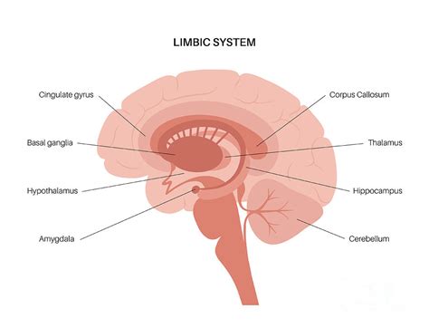 Brain Limbic System Photograph By Pikovit Science Photo Library Pixels