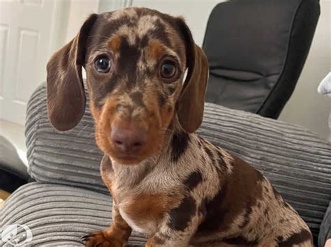 Female Chocolate Dapple Mini Dachshund In Liss On Freeads Classifieds