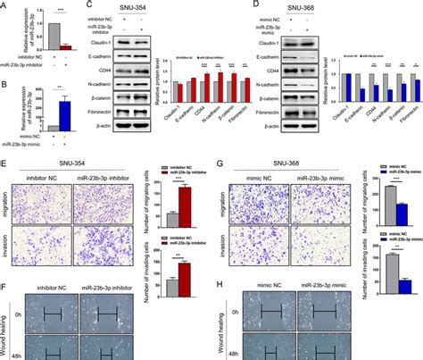 Overexpression Of Mir 23b 3p Suppressed Emt Migration And Invasion Of