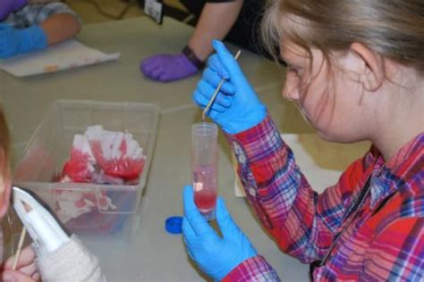 Lista De Experimentos De Biología Para Alumnos De Secundaria Que Puedes Utilizar Para Enseñar