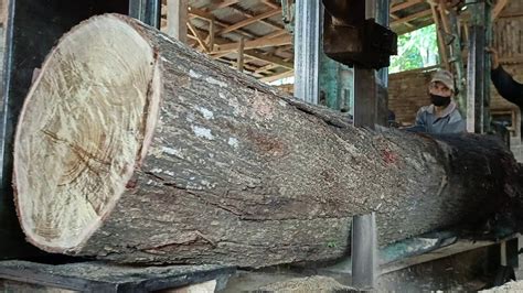 Panen Juta Kayu Akasia Tebang Habis Javanese Sawmill Youtube