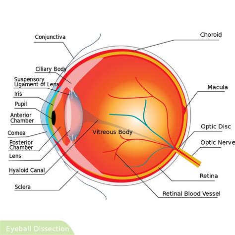 Category SVG Human Eyeball Cross Section Wikimedia Commons Human