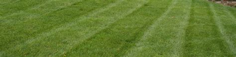 4 Elements of Professional Turf Care to Help Your Lawn | Burkholder