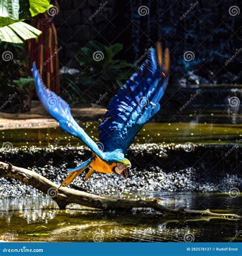 The Blue And Yellow Macaw In Parque Das Aves Foz Do Iguacu Brazil Ara