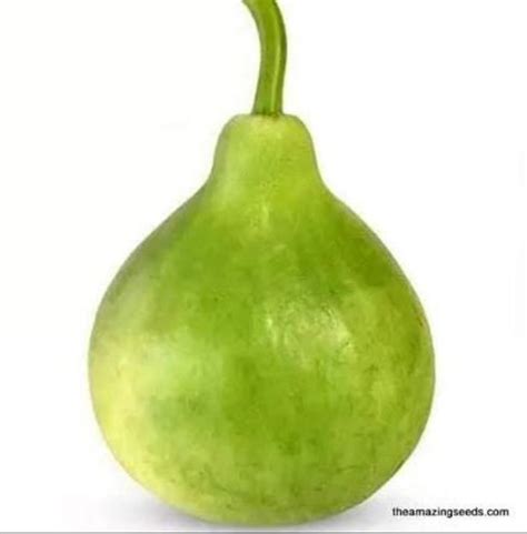 Roundoval Bottle Gourd Dudhi Lauki Seeds Nam Tao Klom Upo Etsy