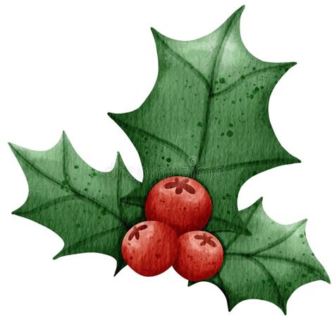 cute winter christmas holly berries  leaves  watercolor style