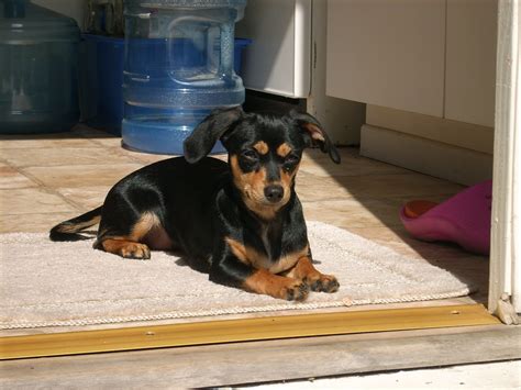 77+ Full Grown Black And Brown Chihuahua Picture - Codepromos