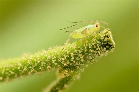 Gli Afidi Rimedi Naturali Contro I Pidocchi Delle Piante Bioges It