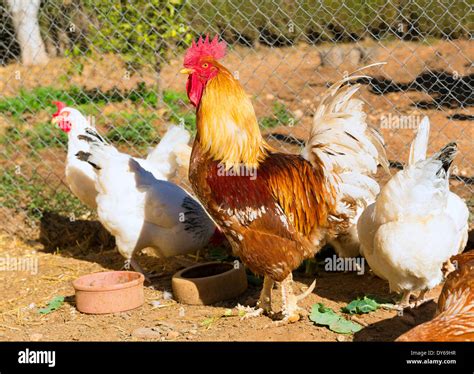 Rooster And Hens In The Hen House Poultry Stock Photo 68366083 Alamy