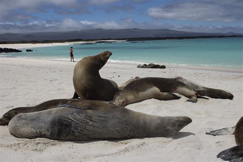 Tour Le N Dormido Agencia Darwin Scuba Dive Tours Diarios En Las