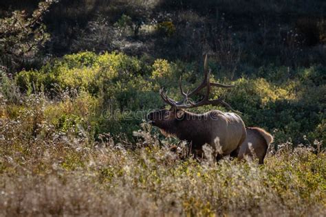 Large Bull Elk Standing And Bugling On A Hillside In Tall Grass Stock