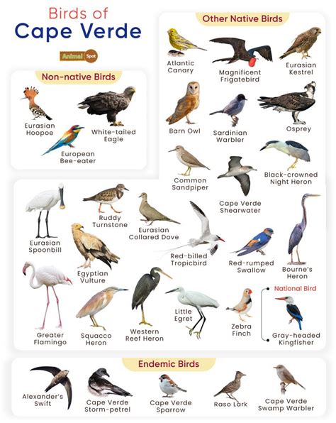 List Of Birds Found In Cape Verde With Pictures