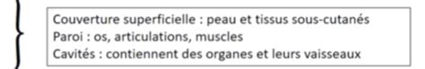 UE 1 Séparation tête cou thorax abdomen Cartes Quizlet