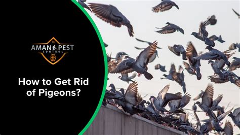 How To Get Rid Of Pigeons Aman Pest Control