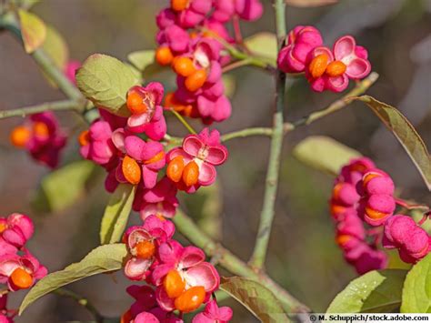 Fusain D Europe Euonymus Europaeus Planter Cultiver Multiplier