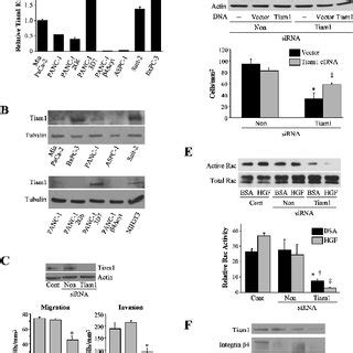 Tiam1 Expression Is Required For Rac1 Activity Migration And Invasion