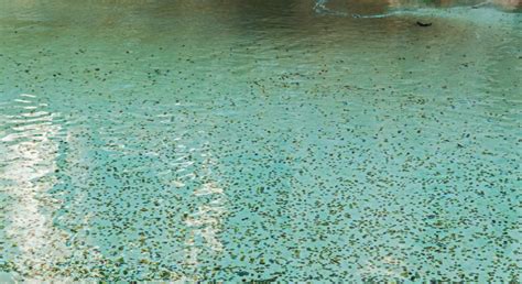 El N De La Fontana Di Trevi Cu Nto Recauda Y Qui N Se Queda El Dinero