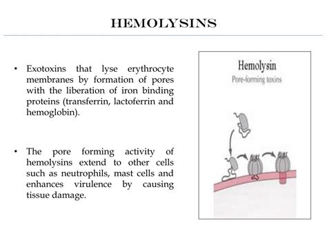 PPT Comparative Genomics Preliminary Results PowerPoint Presentation