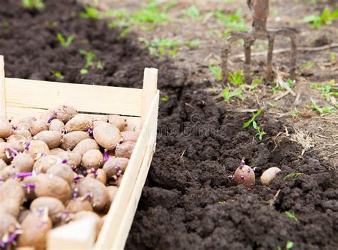 Processo Terminado De Plantar O Campo Da Batata No Gard Vegetal Imagem