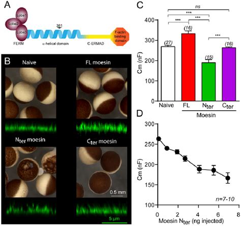 Expression Of Full Length And Truncated Moesin In Xenopus Oocytes A