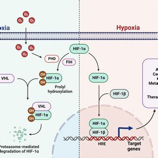 Mechanism Of Hif Signaling In Normoxia And Hypoxia In Normoxia