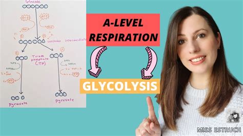 Glycolysis Diagram Biology