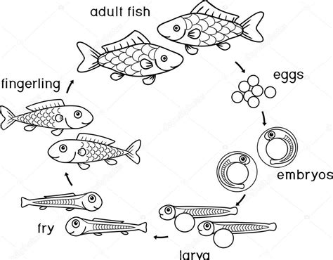 Disegno Colorare Con Ciclo Vita Dei Pesci Sequenza Stadi Sviluppo ...