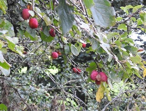 Plums Sandy Sutherland Flickr