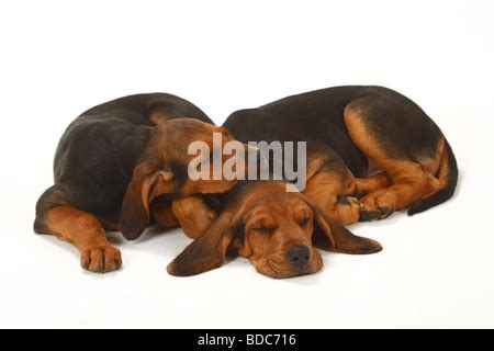 Ogar Polski puppies 9 weeks Polish Hound Stock Photo - Alamy