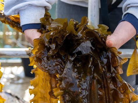 Farmed Seaweed Industries Wwf