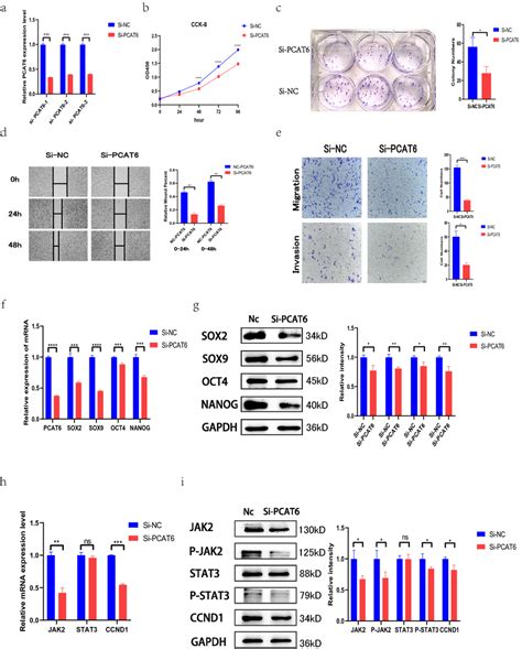 Pcat6 Through The Jak Stat Pathway To Accelerate Proliferation