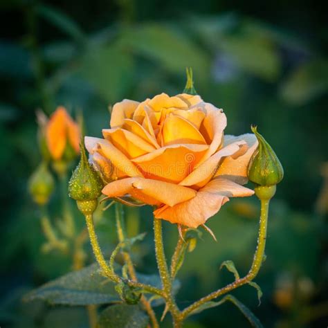 Beautiful Bush of Yellow Roses in a Garden. Rose Garden Stock Photo ...