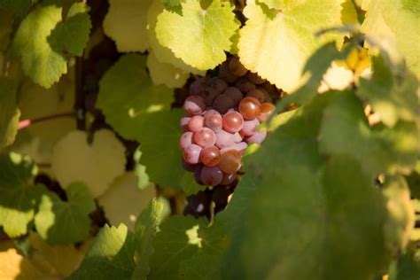 Images Gratuites Arbre Branche Grain De Raisin Fruit Feuille