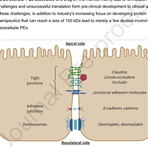 Schematic Representation Of The Different Main Components Of Epithelial