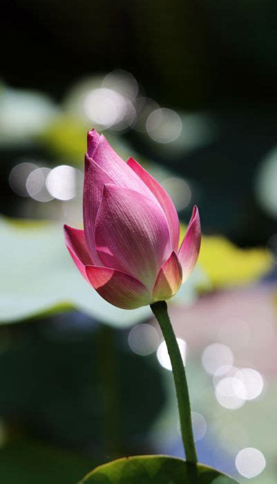 Stunning Lotus Flower Wallpapers For Your IPhone