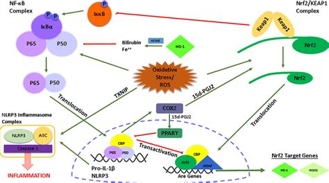 Graphical Illustration Of The Interconnection Between The Nlrp Nf Kb