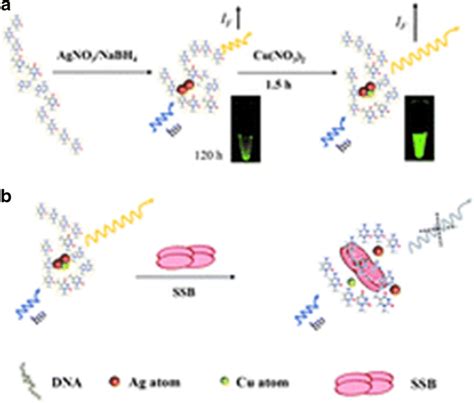 A Schematic Illustrations Of The Preparation Of Dna Templated