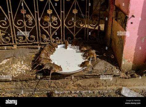 Karni Mata Temple, "Rat temple Stock Photo - Alamy