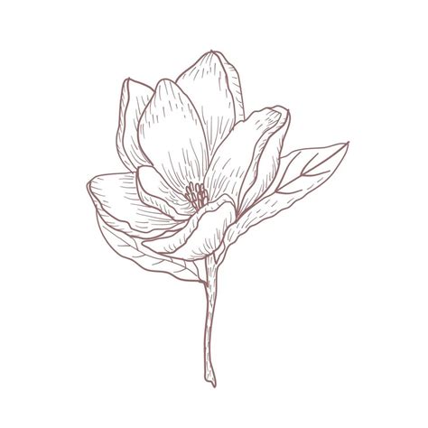 Hand Drawn Flower Sketch Line Art Vector Illustration 11538665 Vector