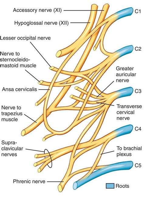 Full Size Picture Cervical Plexus Cervical Plexus Products