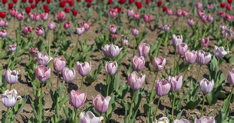 Tulipani Passeggiata Nel Campo E Raccolta You Pick Difotoediviaggi