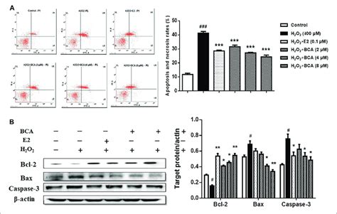 The Effects Of Bca On Apoptosis Induced By H O In Primary