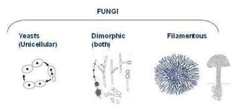 Microbes Lecture 3 Flashcards Quizlet