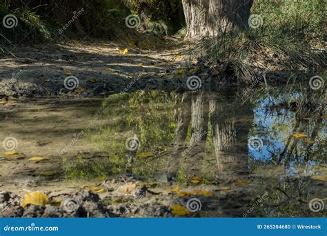 Beautiful View Of A Reflective Puddle In A Forest With Grass Stock