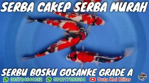 SERBU BOSKU STOCK IKAN KOINYA SERBA CAKEP SERBA MURAH KOHAKU