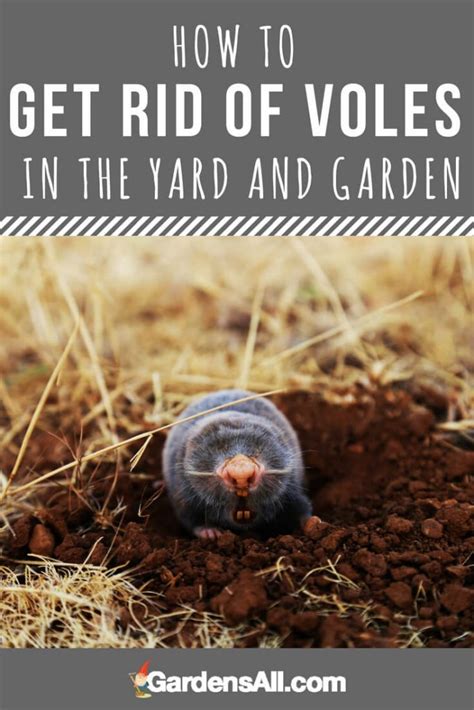 How to Get rid of VOLES in the Yard and Garden | GardensAll