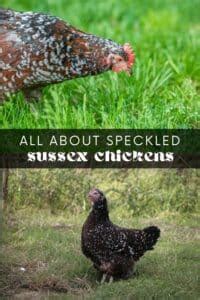 Ultimate Guide to Speckled Sussex Chickens • Longbourn Farm