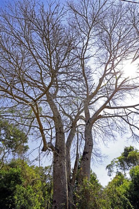 Brazilian Floss Silk Trees Or Kapok Trees Ceiba Speciosa Flowering