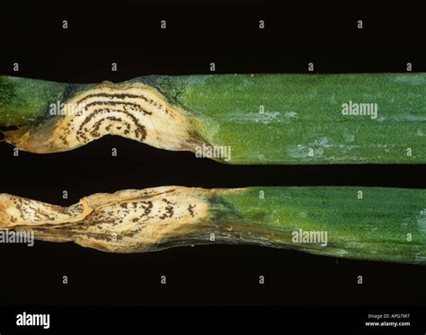 Anthracnose Colletotrichum Spp Lesion With Concentric Rings Of Pycnidia